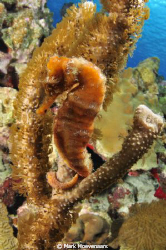 Carl's Hill - Klein Bonaire by Mark Hoevenaars 